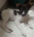 Mocinha