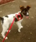 Mocinha