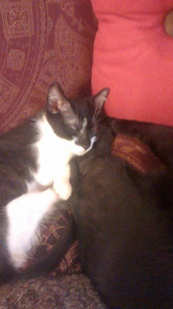 Gato ra a SRD idade 2 a 6 meses nome Pitiko
