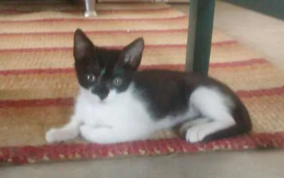 Gato ra a SRD idade 2 a 6 meses nome Pitiko