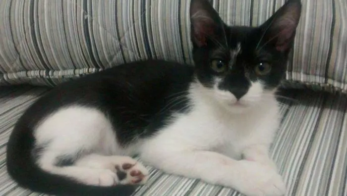 Gato ra a SRD idade 2 a 6 meses nome Pitiko