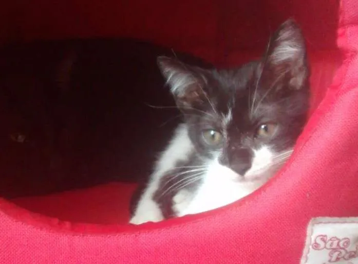Gato ra a SRD idade 2 a 6 meses nome Pitiko