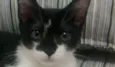 Pitiko