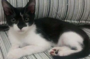 Gato raça SRD idade 2 a 6 meses nome Pitiko