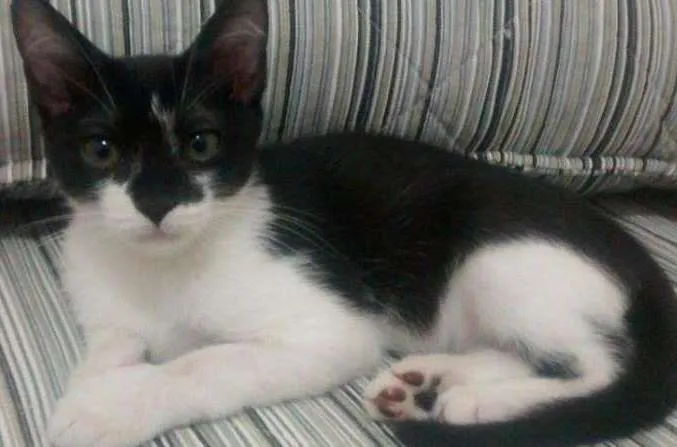 Gato ra a SRD idade 2 a 6 meses nome Pitiko