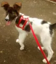 Mocinha