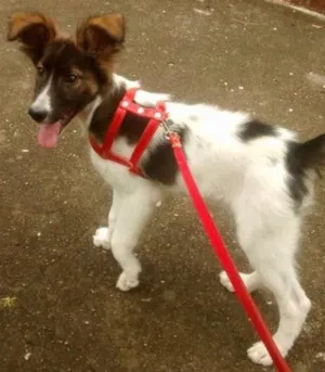 Cachorro raça SRD idade 7 a 11 meses nome Mocinha