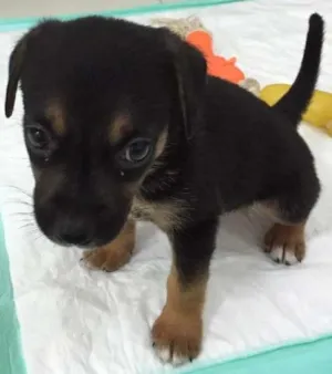Cachorro raça vira lata idade Abaixo de 2 meses nome Penélope