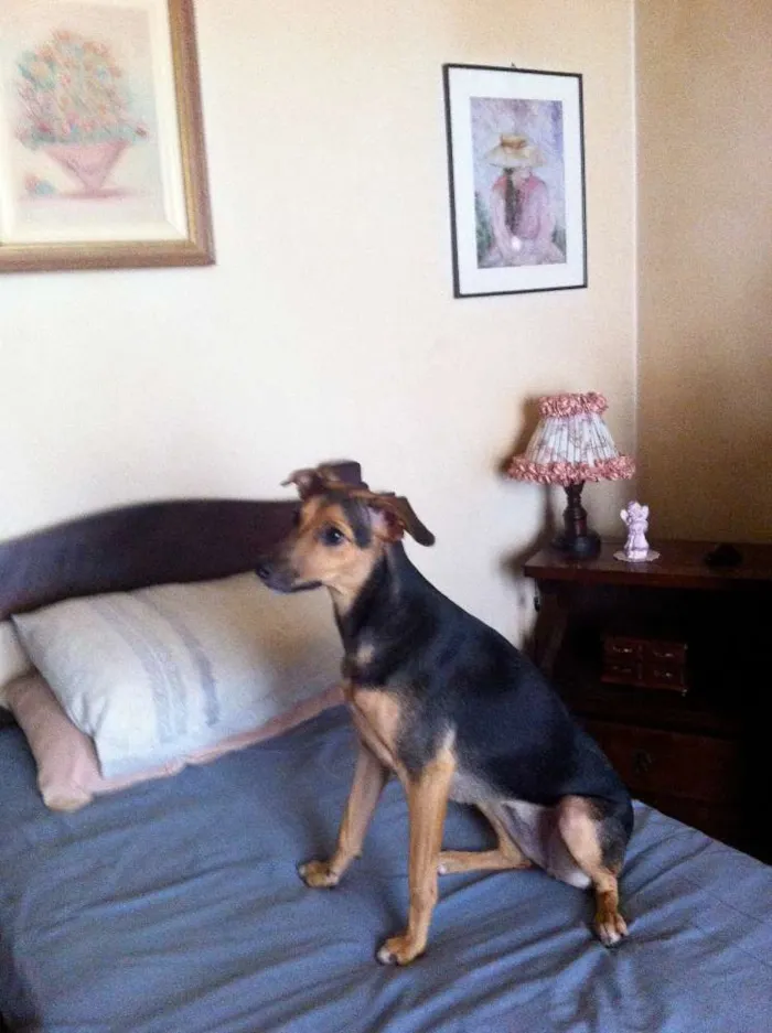 Cachorro raça Vira lata idade 1 ano nome Fênix