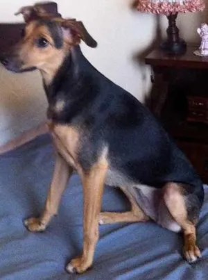 Cachorro raça Vira lata idade 1 ano nome Fênix