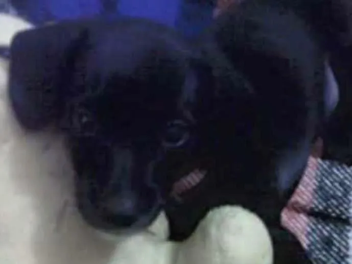 Cachorro raça Não sei idade 2 a 6 meses nome Ayla