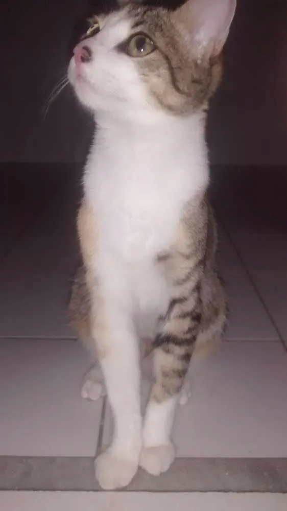 Gato raça  idade 2 a 6 meses nome Zoe