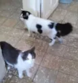 Tom e Tell