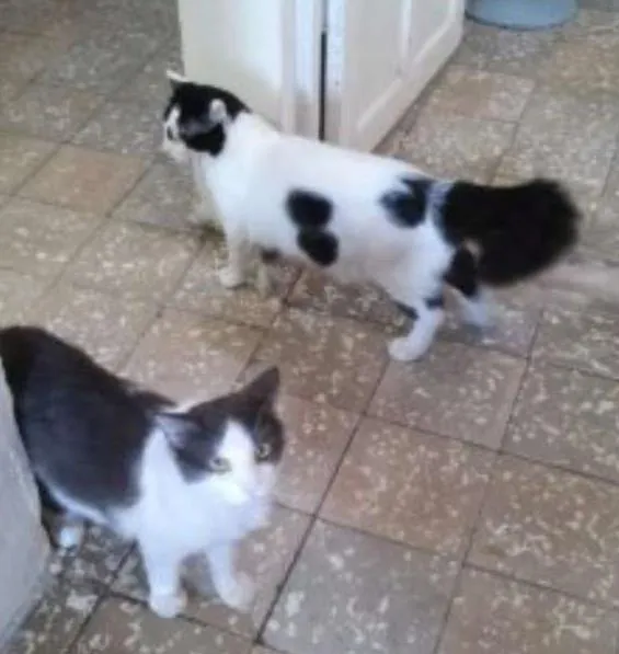 Gato ra a Mestiço idade 1 ano nome Tom e Tell