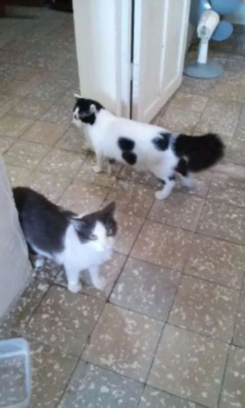 Gato ra a Mestiço idade 1 ano nome Tom e Tell