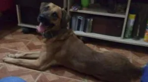 Cachorro raça Labrador misturado idade 3 anos nome Thor