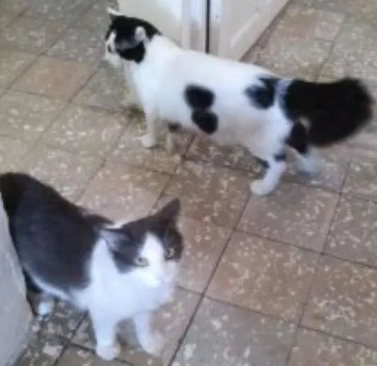 Gato ra a Mestiço idade 1 ano nome Tom e Tell