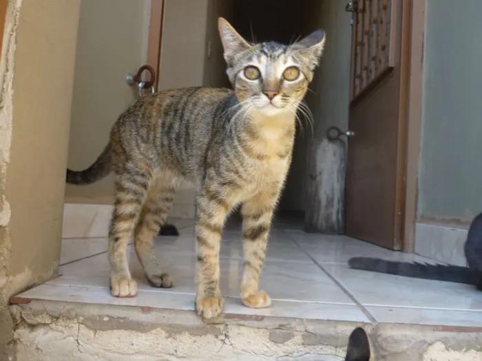Gato ra a  idade 7 a 11 meses nome Mel