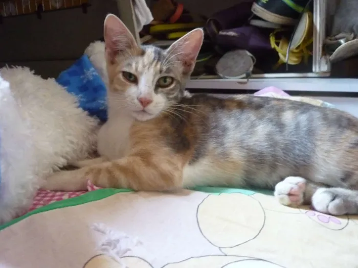 Gato ra a  idade 2 a 6 meses nome Blond