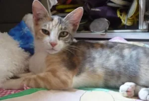 Gato raça  idade 2 a 6 meses nome Blond