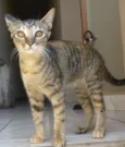Mel
