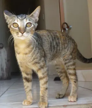 Gato raça  idade 7 a 11 meses nome Mel
