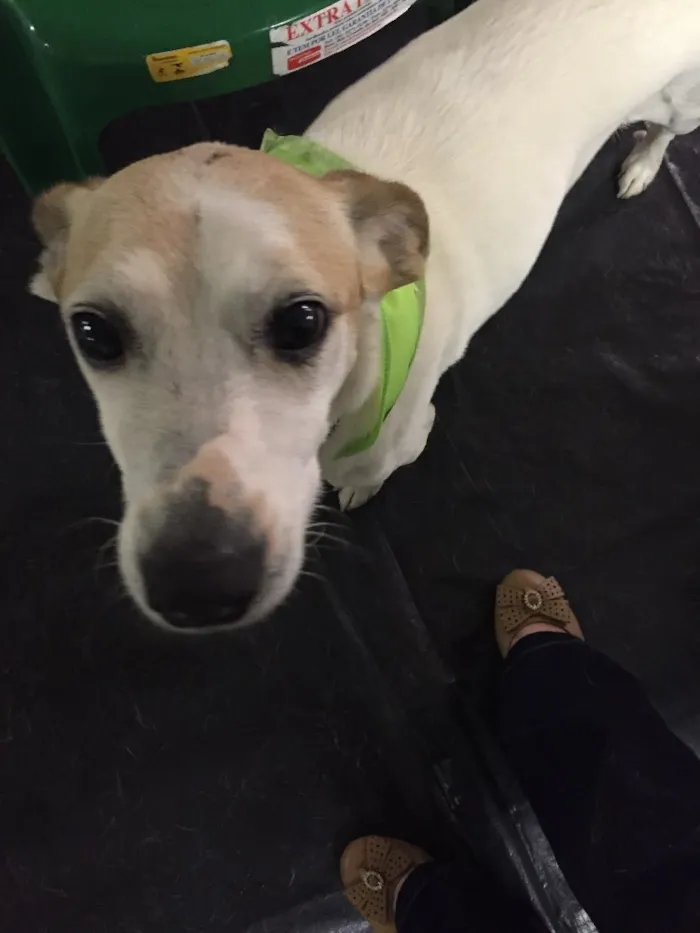 Cachorro raça SRD  idade 2 anos nome Vitor