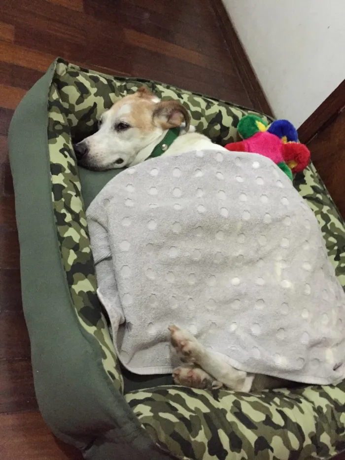 Cachorro raça SRD  idade 2 anos nome Vitor