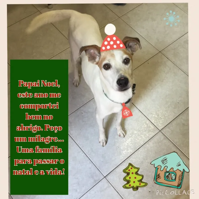 Cachorro raça SRD  idade 2 anos nome Vitor