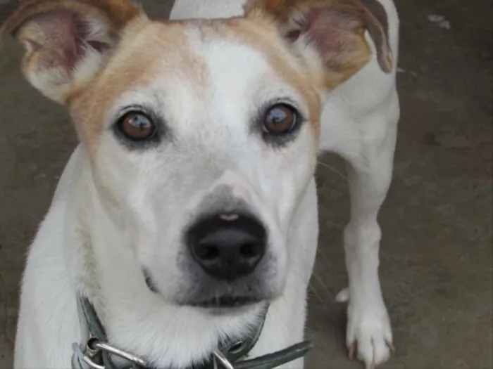 Cachorro raça SRD  idade 2 anos nome Vitor