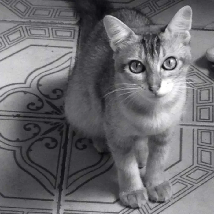 Gato raça vira lata idade 2 anos nome Mima