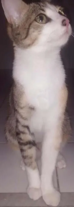 Gato raça  idade 2 a 6 meses nome Zoe