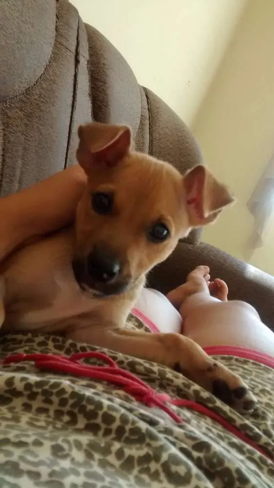 Cachorro ra a Vira lata idade 2 a 6 meses nome Max