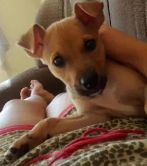 Cachorro raça Vira lata idade 2 a 6 meses nome Max