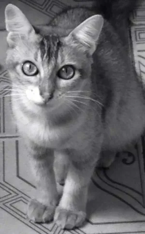 Gato raça vira lata idade 2 anos nome Mima