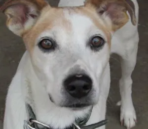 Cachorro raça SRD  idade 2 anos nome Vitor