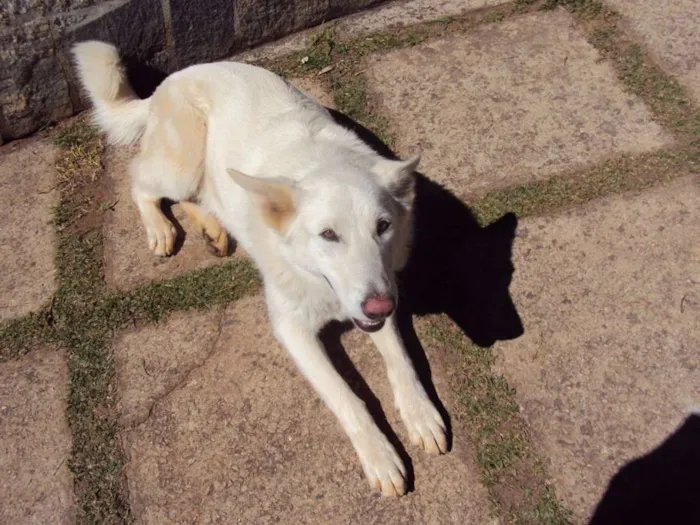 Cachorro ra a pastor canadense idade 6 ou mais anos nome LUNA GRATIFICA