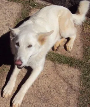 Cachorro raça pastor canadense idade 6 ou mais anos nome LUNA GRATIFICA