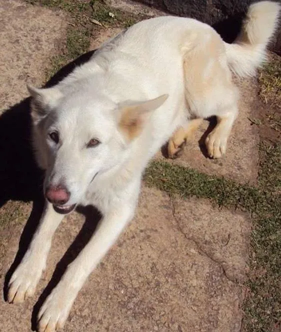 Cachorro ra a pastor canadense idade 6 ou mais anos nome LUNA GRATIFICA