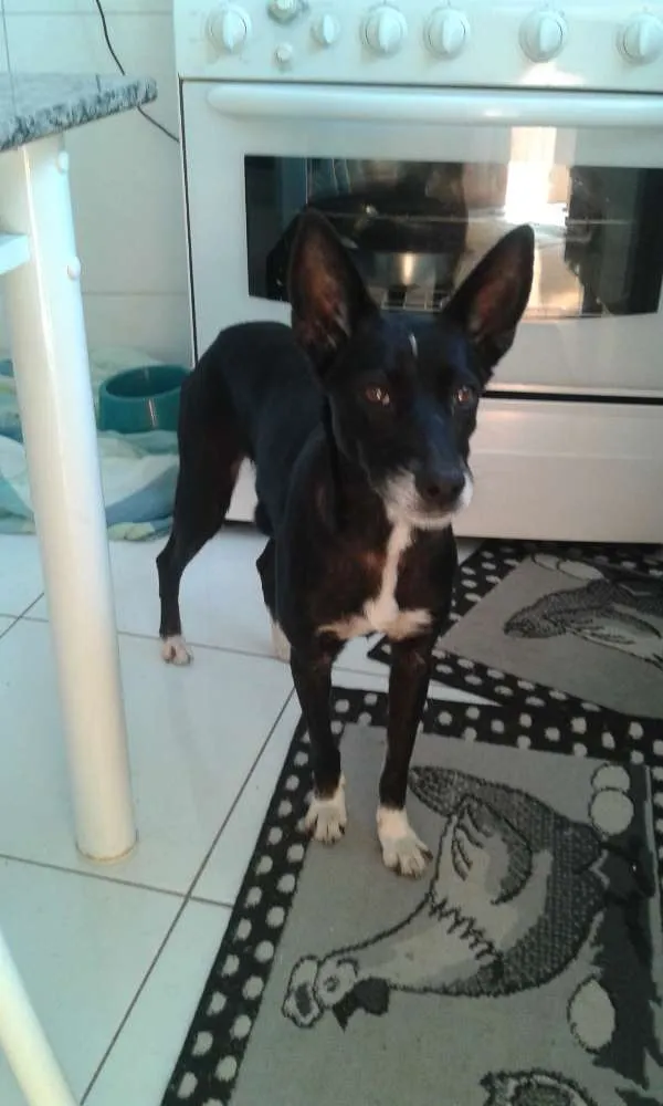 Cachorro ra a SRD idade 6 ou mais anos nome Neguinha