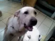 lola