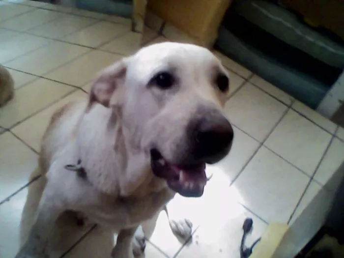 Cachorro ra a labrador idade 6 ou mais anos nome lola