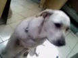 lola