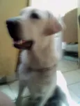 lola