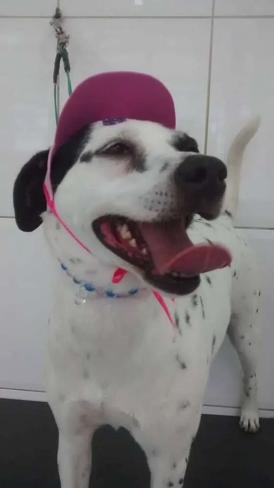Cachorro ra a Dálmata idade 2 anos nome Bianca