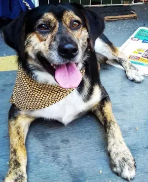 Cachorro raça SRD idade 2 anos nome Max