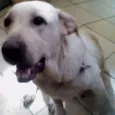 lola