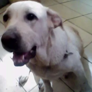 Cachorro raça labrador idade 6 ou mais anos nome lola