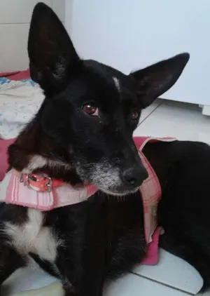 Cachorro raça SRD idade 6 ou mais anos nome Neguinha