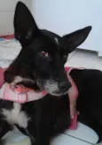 Neguinha